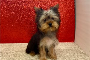 Herman - Yorkshire Terrier - Yorkie for sale