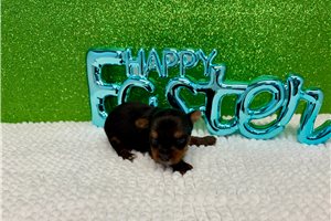 Herman - puppy for sale