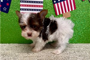 Santiago - Yorkshire Terrier - Yorkie for sale