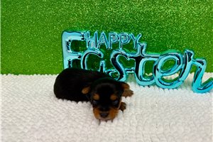 Haven - Yorkshire Terrier - Yorkie for sale