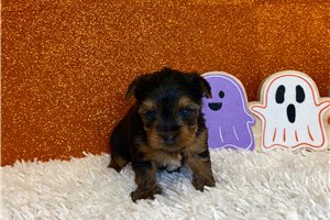 Dagwood - Yorkie for sale