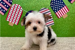 Samuel - Yorkshire Terrier - Yorkie for sale