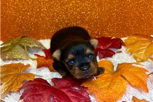 Dagwood - Yorkie for sale