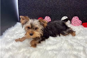 Uriah - Yorkshire Terrier - Yorkie for sale