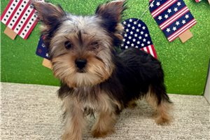 Haven - Yorkshire Terrier - Yorkie for sale