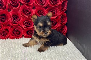 Forrest - Yorkshire Terrier - Yorkie for sale