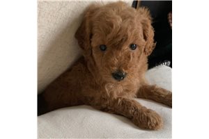Halden - puppy for sale