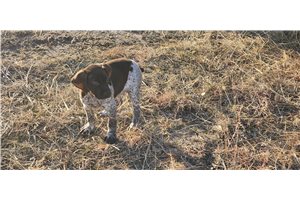 Brody - German Shorthaired Pointer for sale