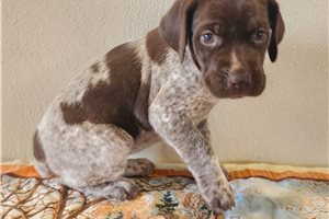 Brianna - German Shorthaired Pointer for sale