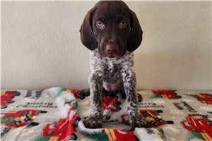 Aster - German Shorthaired Pointer for sale