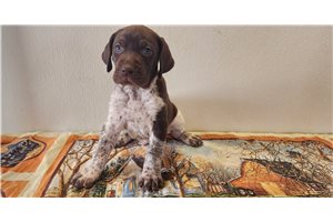 Bonham - German Shorthaired Pointer for sale