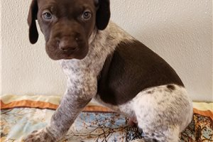 Brody - German Shorthaired Pointer for sale