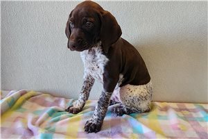 Blaine - German Shorthaired Pointer for sale