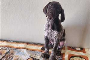 Brayden - German Shorthaired Pointer for sale