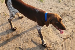 Brody - puppy for sale