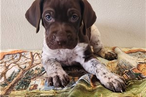 Blaine - German Shorthaired Pointer for sale