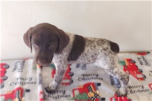 Ashe - German Shorthaired Pointer for sale