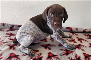 Auburn - German Shorthaired Pointer for sale