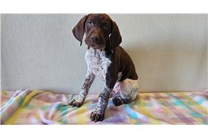Blaine - German Shorthaired Pointer for sale