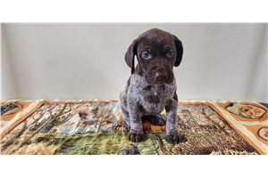 Buttercup - German Shorthaired Pointer for sale