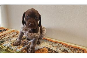 Brayden - German Shorthaired Pointer for sale