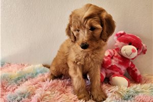 Lottie - puppy for sale
