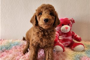 Loretta - puppy for sale