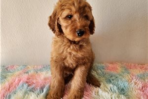 Trip - puppy for sale