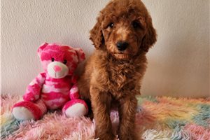 Lorise - puppy for sale