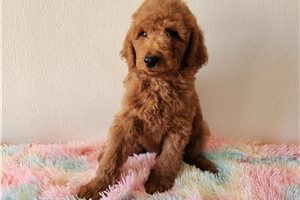 Theo - Goldendoodle for sale