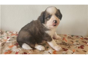 Janie - puppy for sale