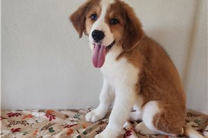 Bridget - Great Bernese for sale