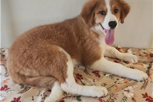 Bridget, a Great Bernese placed with a Pawrade family