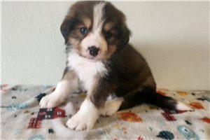 Bishop - Great Bernese for sale