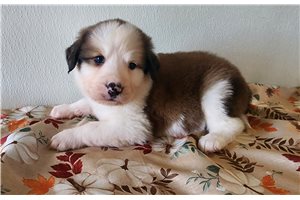 Billy, a Great Bernese puppy