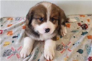 Beto - Great Bernese for sale