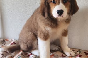 Beto - Great Bernese for sale