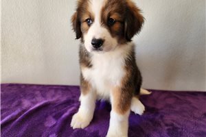 Octavia - puppy for sale