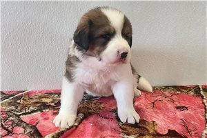 Bridget - Great Bernese for sale
