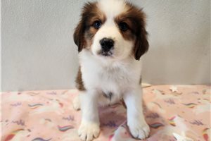 Layla - Great Bernese for sale