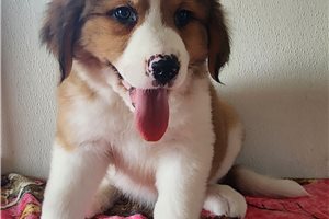Bridget - Great Bernese for sale