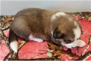Bonnie - Great Bernese for sale