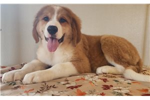 Brielle - Great Bernese for sale