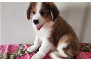 Bonnie - Great Bernese for sale