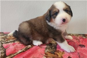 Brielle - Great Bernese for sale