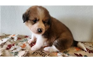 Teddy - puppy for sale