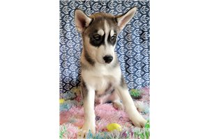 Forrest - Siberian Husky for sale