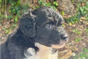Donna - Aussiedoodle for sale