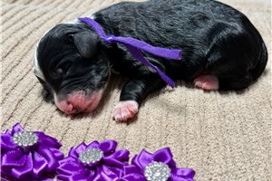 Tanner - puppy for sale