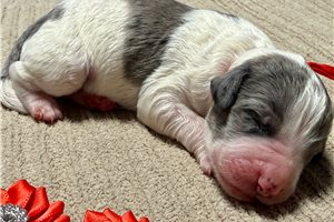 Triton - puppy for sale